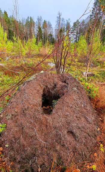 myrstack och björn